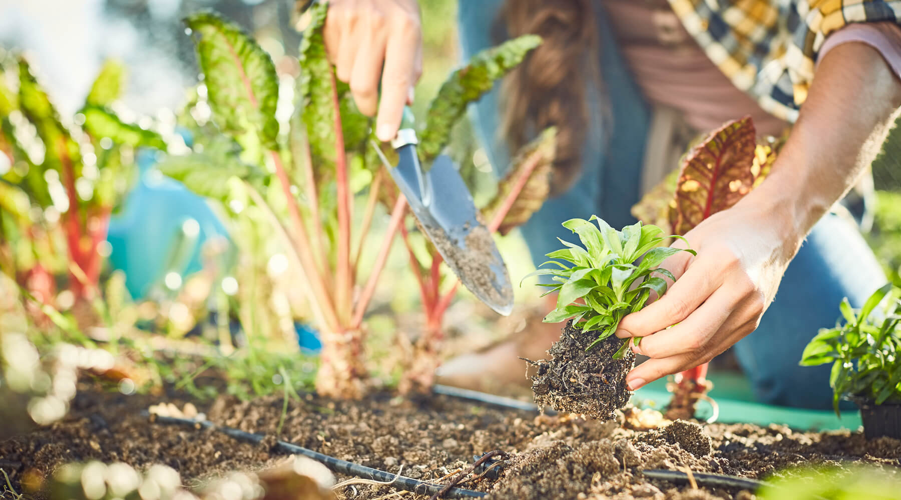 The gardener planted some. Органическое сельское хозяйство. Экологическое земледелие. Органическое Садоводство. Саженцы в огороде.