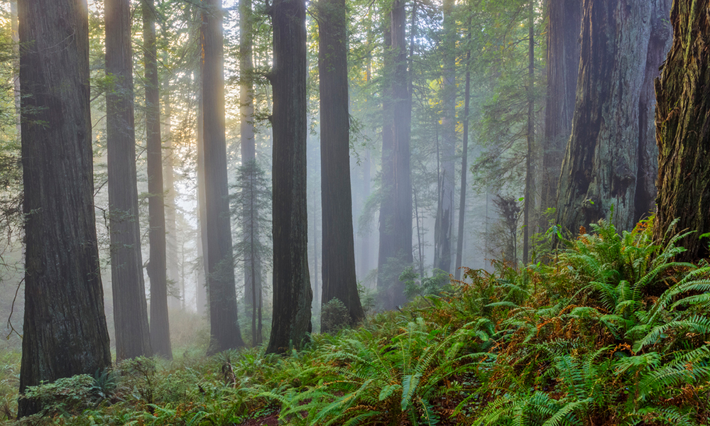 Take a break: Redwood Regional Park Hero